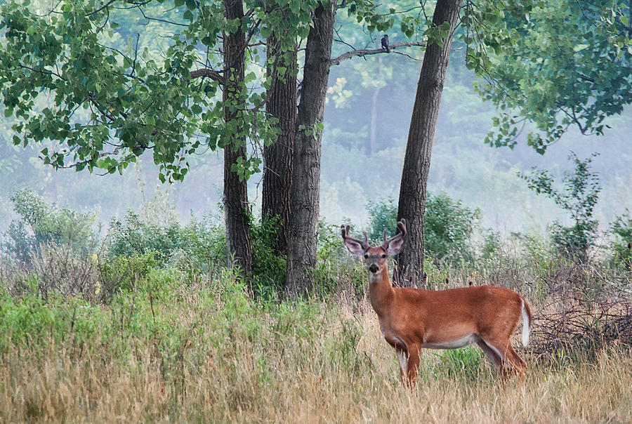 Whitetail In Velvet Photograph by Dale Kincaid