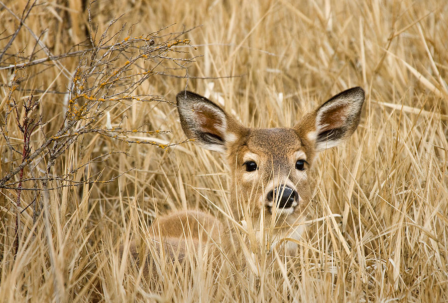 Whitetail in Weeds Photograph by Paul DeRocker