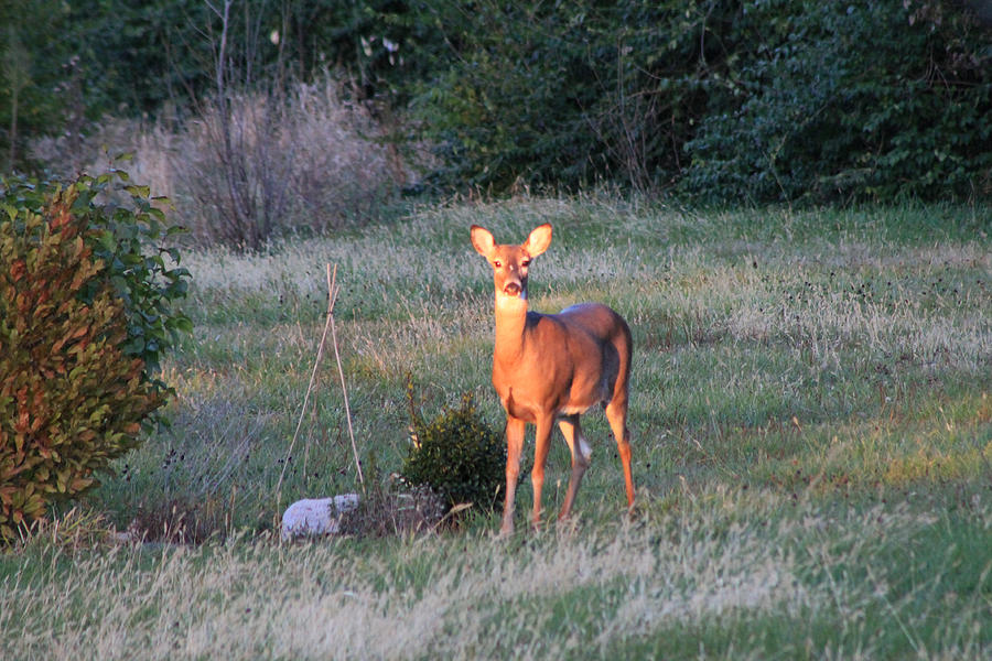 Whitetail Photograph by Kevin Schertz - Fine Art America