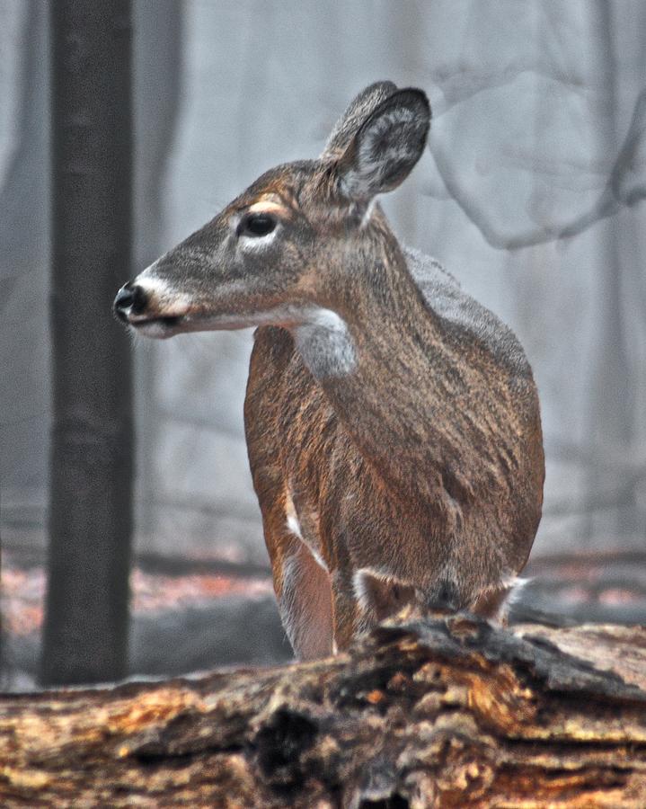 Whitetail on a Foggy Morning Photograph by Michael Peychich