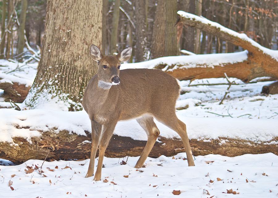 Whitetail on Christmas Morning 1413 Photograph by Michael Peychich