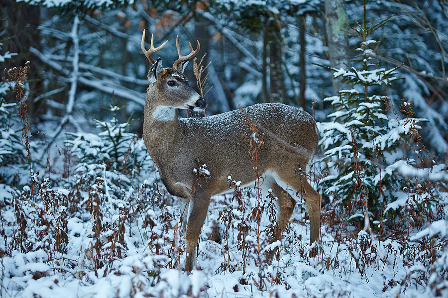 Whitetail Snow Scene Photograph by Brian Simpson