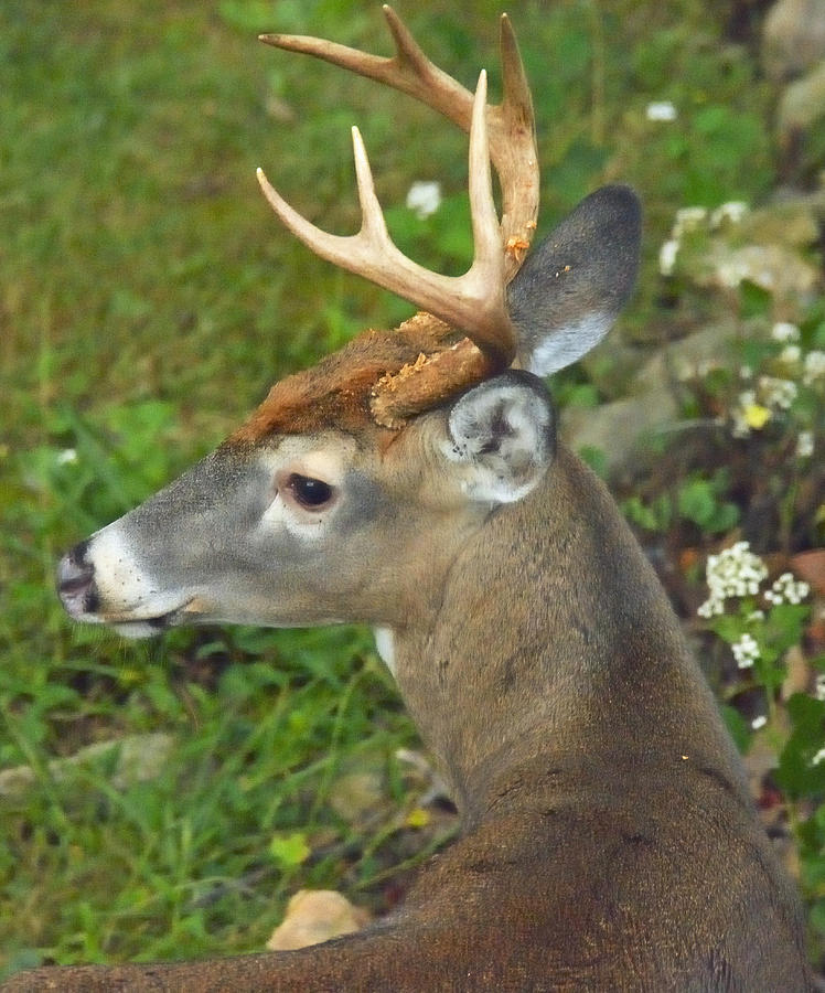 Whitetailed Deer Buck Photograph by A Macarthur Gurmankin