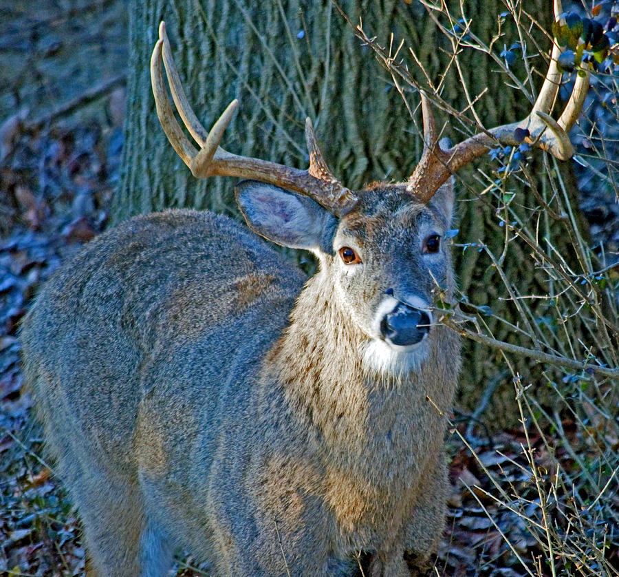 Whitetailed Deer Buck Animal Portrait Photograph by A Macarthur Gurmankin