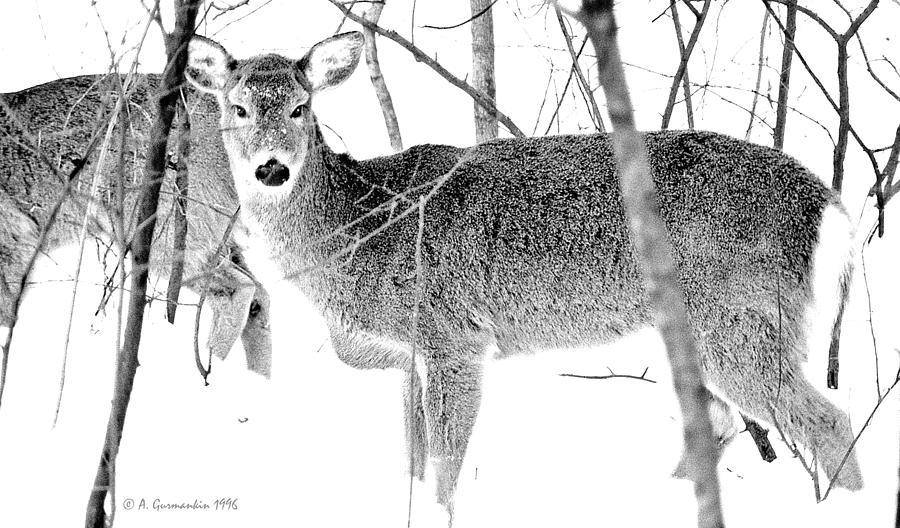 Whitetailed Deer in Snow Photograph by A Macarthur Gurmankin