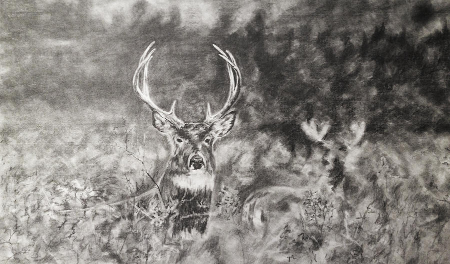 Whitetailed Deer Drawing by Shannon Savage Fine Art America