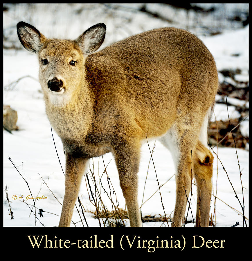 Whitetailed Deer Young Female Animal Portrait Photograph by A Macarthur Gurmankin