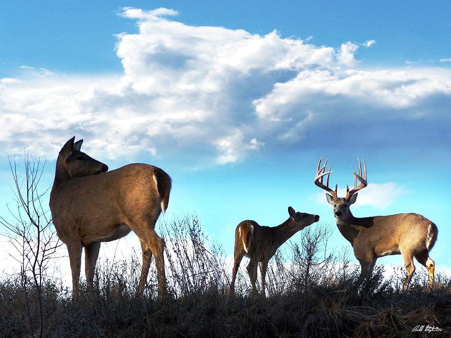 Whitetails In The Clouds Photograph by Bill Stephens
