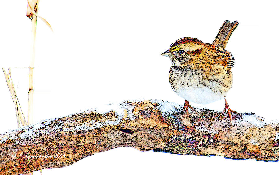 Whitethroated Sparrow on Snow-dusted Tree Branch Digital Art Digital Art by A Macarthur Gurmankin