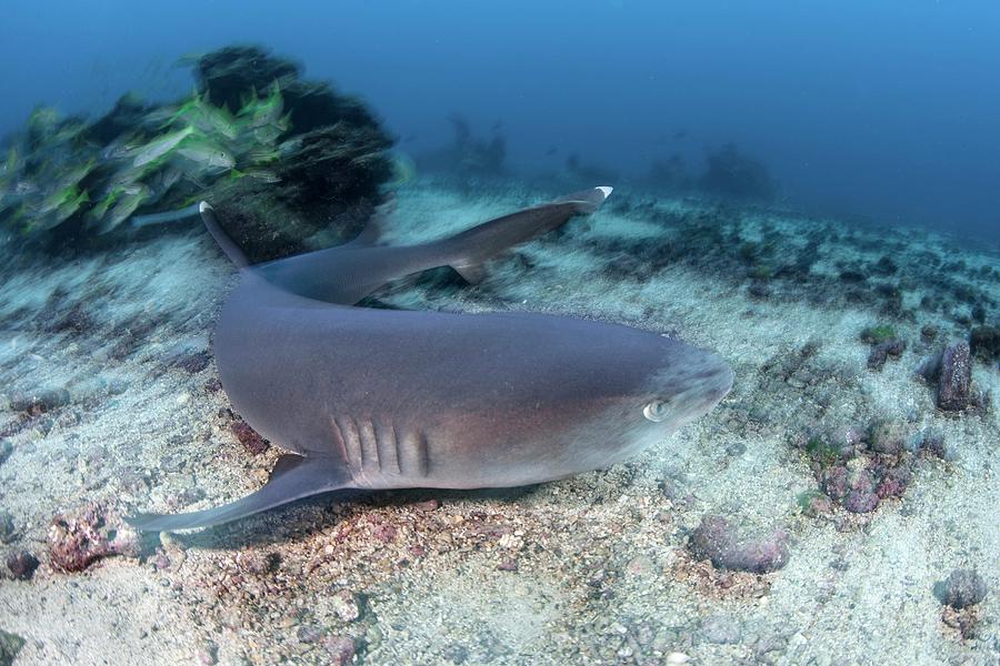 Fish Photograph - Whitetip Reef Shark by Ethan Daniels