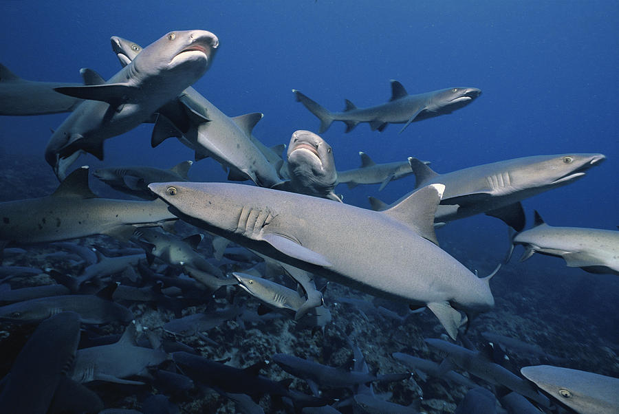Animal Photograph - Whitetip Reef Sharks by Jeff Rotman