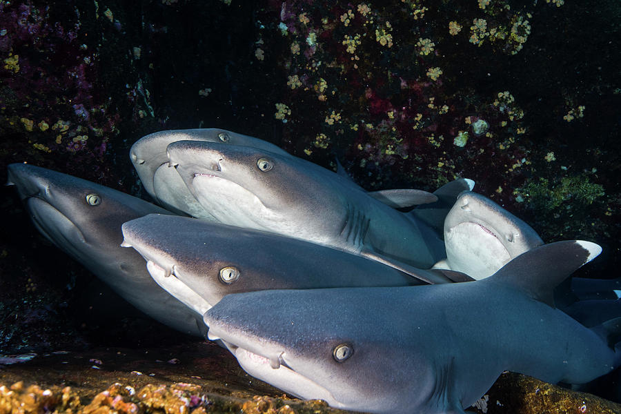 Image result for white tip reef shark pile