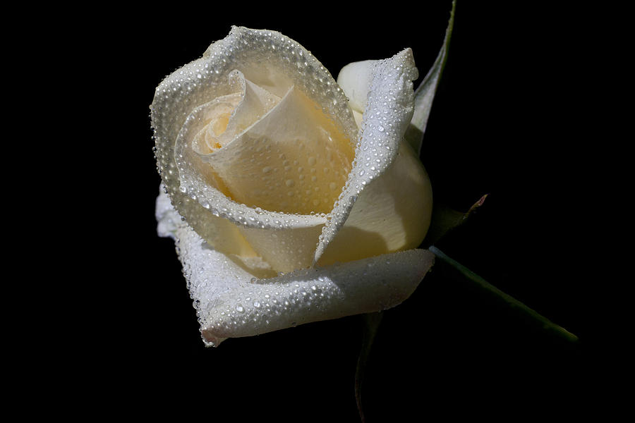 Rose Photograph - Whitey by Doug Norkum
