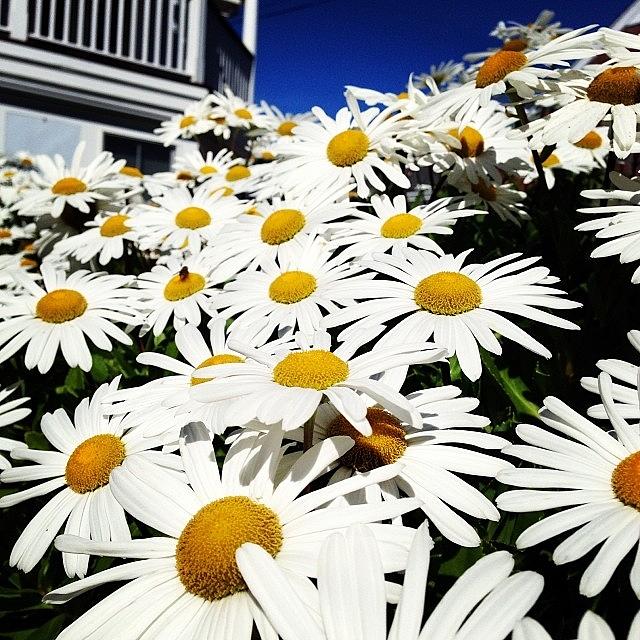 Provincetown Photograph - White&yellow 
#provincetown by Khamid B