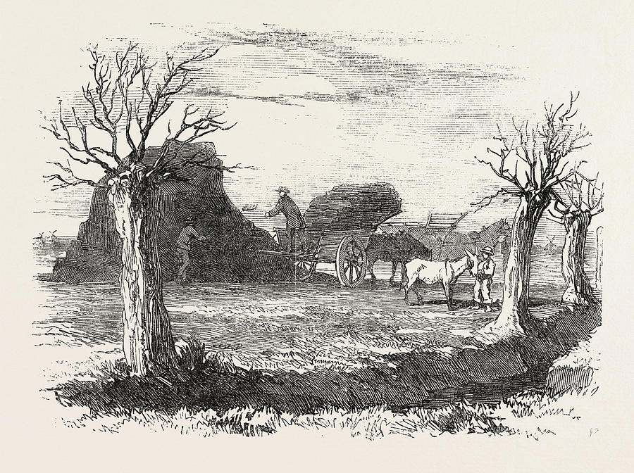 Vintage Drawing - Whittlesea Mere, Carting Peat From The Stack by English School