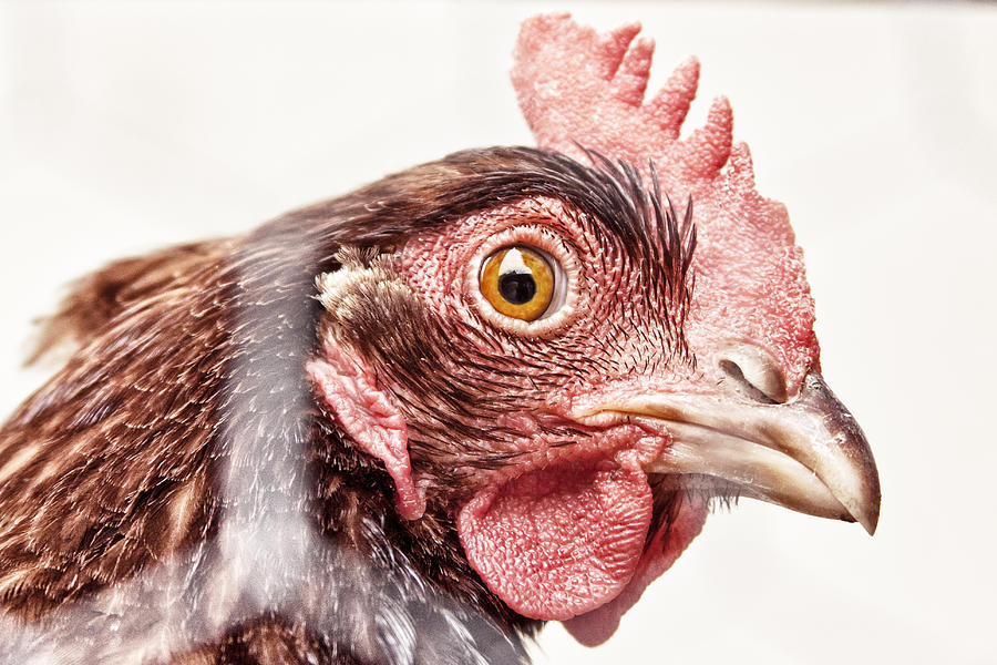 Chicken Photograph - Who are You? by Caitlyn  Grasso