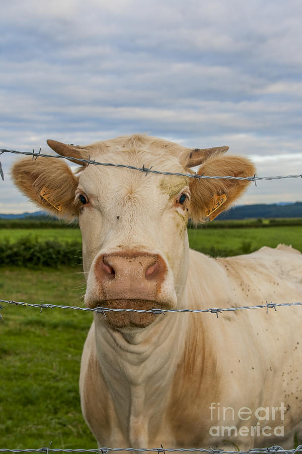 Cow Photograph - Who are you looking at by Patricia Hofmeester