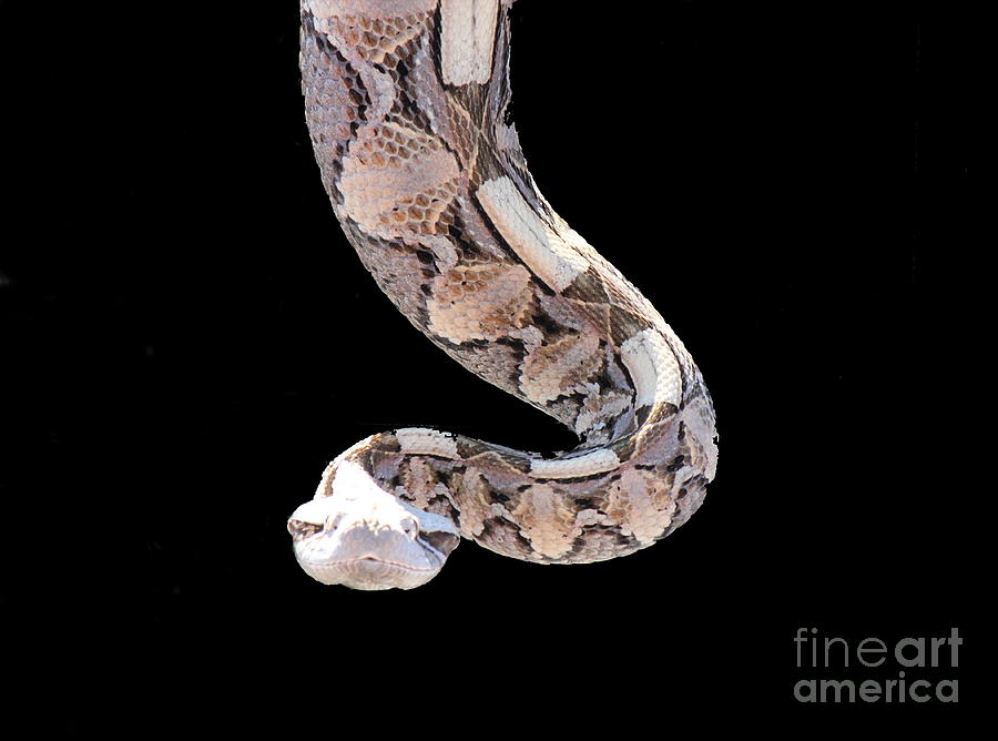 Snake Photograph - Who are you? by Tanya Shockman