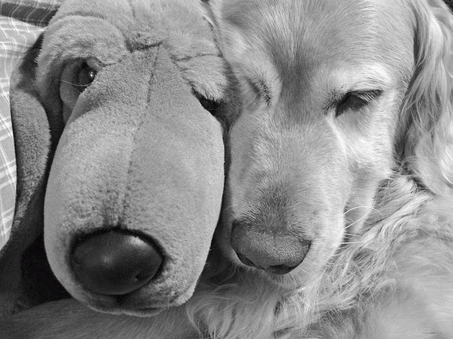 Who has the biggest Nose Golden Retriever Dog  Photograph by Jennie Marie Schell
