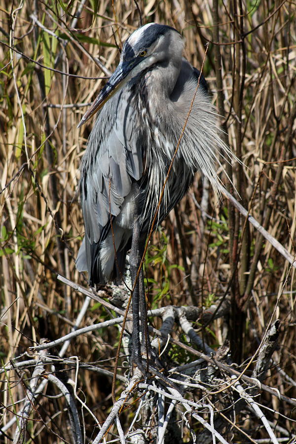 Heron Photograph - Who Is There - Great Blue Heron by Christiane Schulze Art And Photography