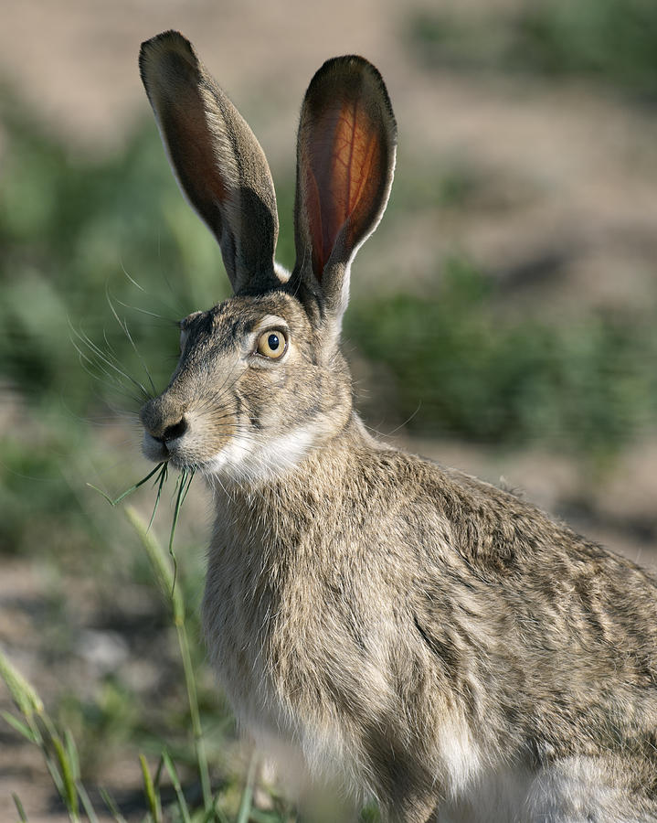 Who Me ?  Jackrabbit Photograph by Gary Langley