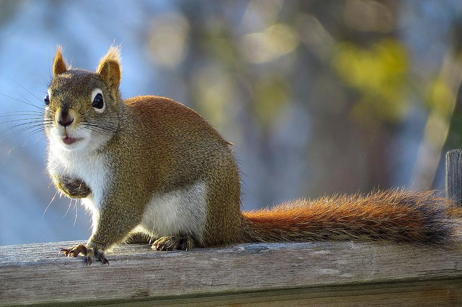 Squirrel Photograph - Who Me by J L Kempster