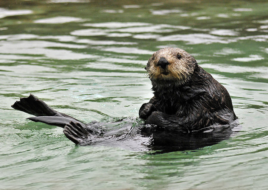 Sea Otter Photograph - Who Me by Lara Ellis