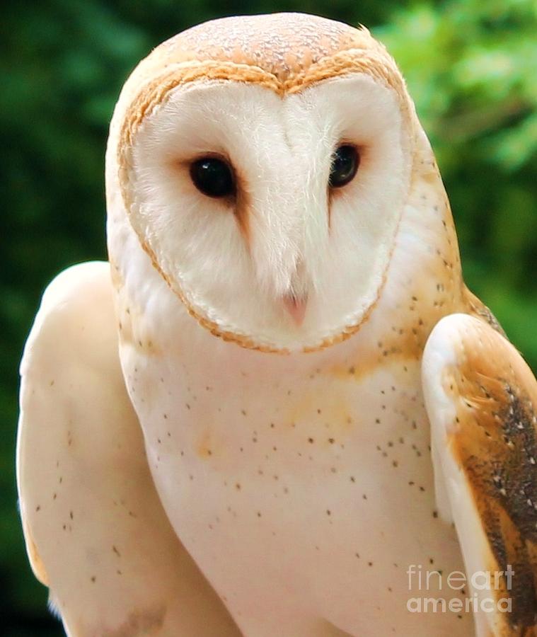 Owl Photograph - Who Me by Lauren Blazer