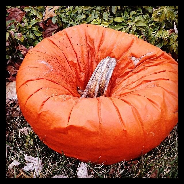 Pumpkin Photograph - Who Popped My Pumpkin?!? #pumpkin by Danielle White