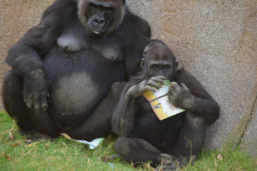 Who Says Gorillas Cant Read Photograph