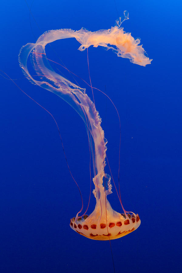 Fish Photograph - Who what where when Purple Striped Jelly 2 by Scott Campbell