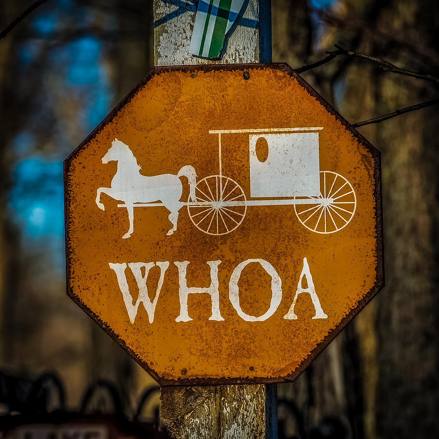 Horse Photograph - Whoa by Paul Freidlund