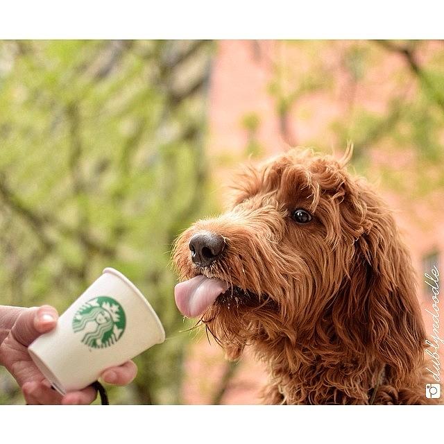 Starbucks Photograph - Whoa!!
dublyns First puppuccino! by Dublyn Slobodnik