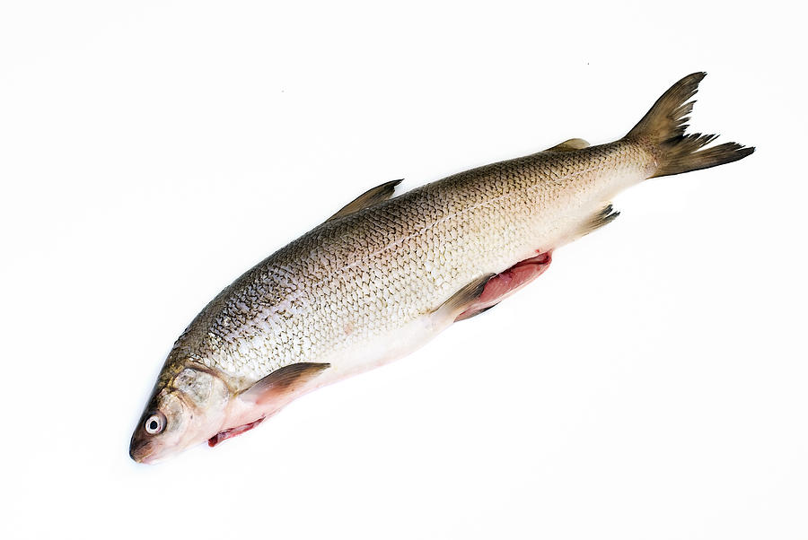 Whole Whitefish Photograph by BDMcIntosh