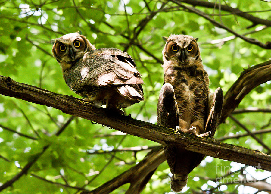 Whooo are You Looking At Photograph by Cheryl Baxter