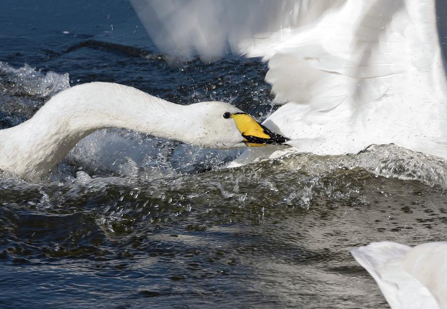 Whooper Swan Attacking Others Photograph by John Devries/science Photo Library