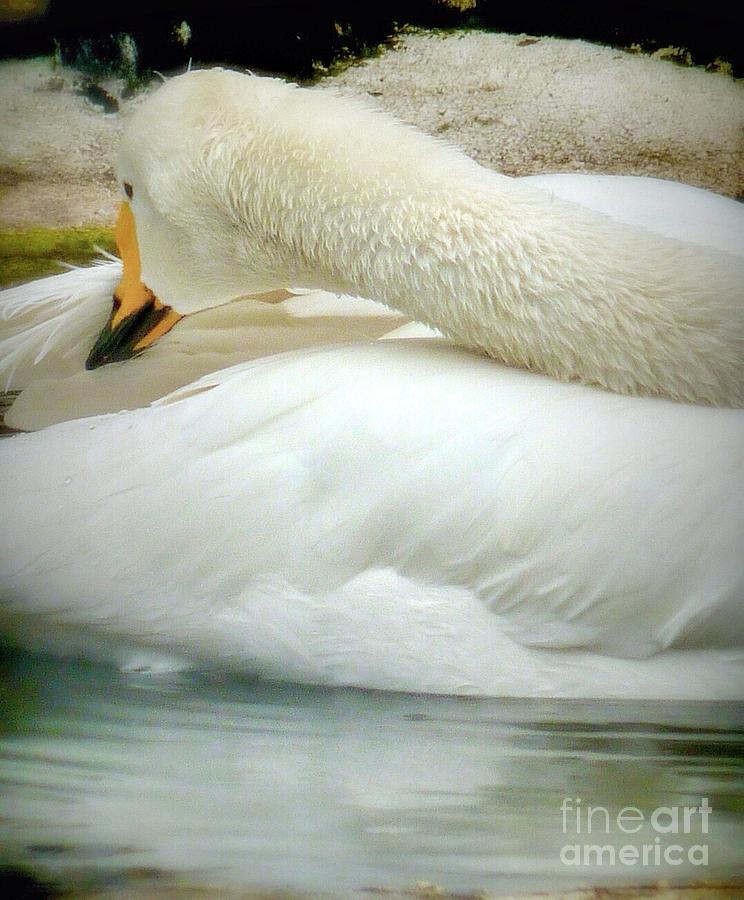 Whooper Swan Bow Photograph by Susan Garren