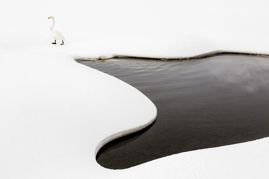 Whooper Swan By Snowy Pond Photograph by Pixelchrome Inc