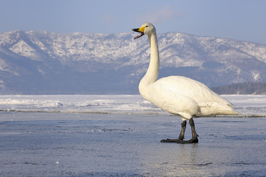 Whooper Swan Calling Hokkaido Japan Photograph by Andre Gilden