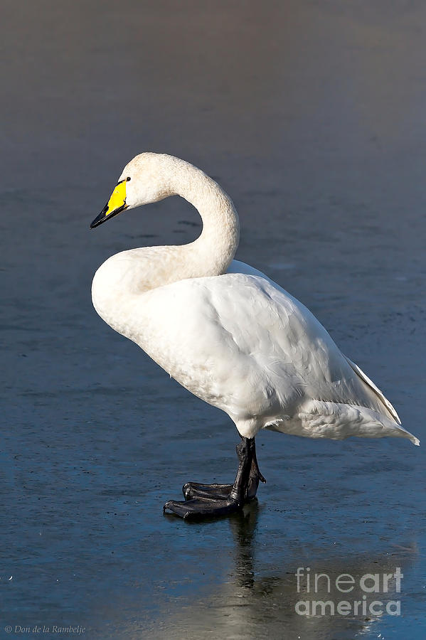 Bird Photograph - Whooper Swan by Don De la Rambelje