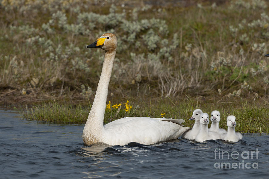 Whooper Swan Family Photograph by John Shaw