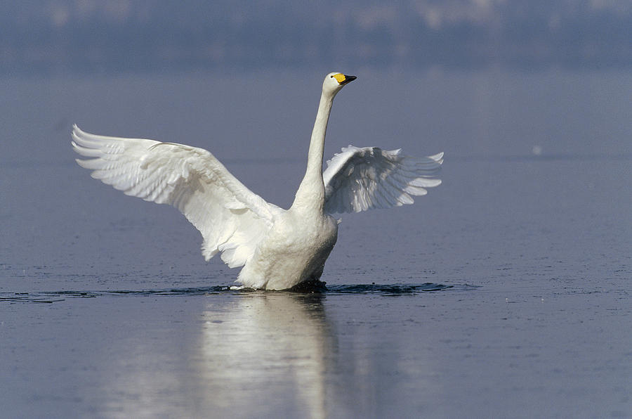 Whooper Swan Flapping Hokkaido Japan Photograph by Konrad Wothe
