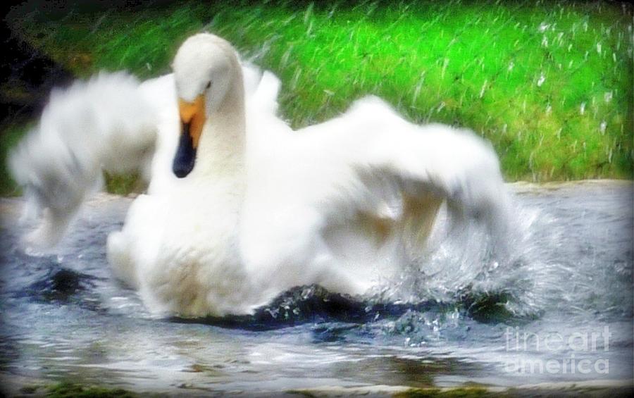 Whooper Swan Flutter Photograph by Susan Garren