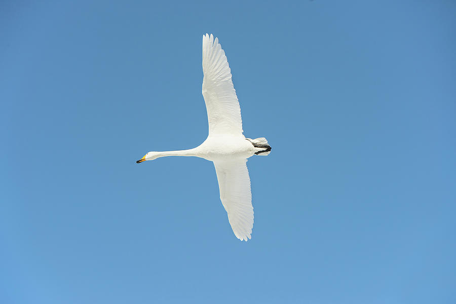 Nature Photograph - Whooper Swan In Flight by Dr P. Marazzi