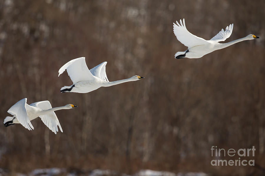 Whooper Swan in Japan Photograph by Natural Focal Point Photography