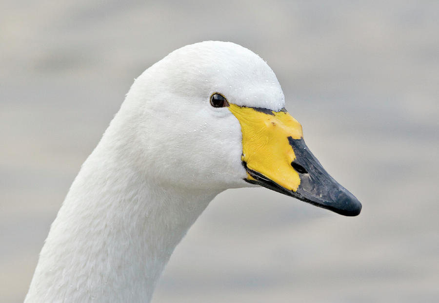 Whooper Swan Photograph by John Devries/science Photo Library