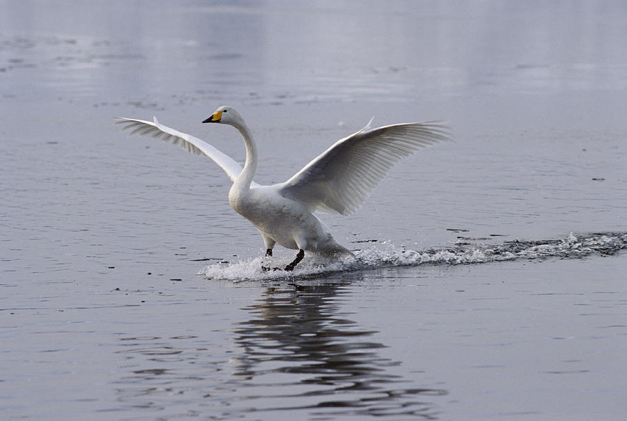 Whooper Swan Landing On Lake Japan Photograph by Konrad Wothe