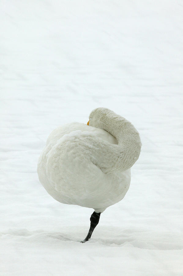 Swan Photograph - Whooper Swan by M. Watson