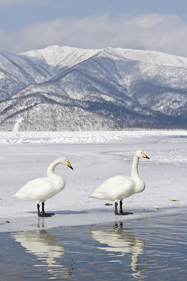 Whooper Swan On Frozen Lake Hokkaido Photograph by Dickie Duckett
