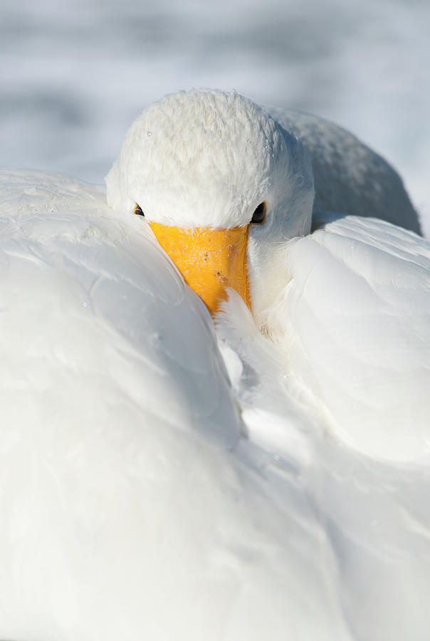 Whooper Swan Resting Photograph by Dr P. Marazzi
